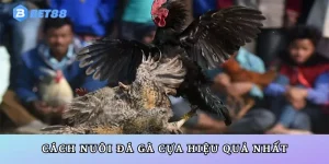 Cách nuôi gà đá cựa