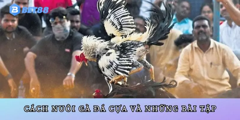 Cách nuôi gà đá cựa các bài tập