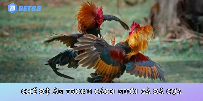 Cách nuôi gà đá cựa chế độ dinh dưỡng