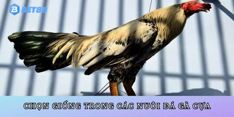 Cách nuôi gà đá cựa chọn giống