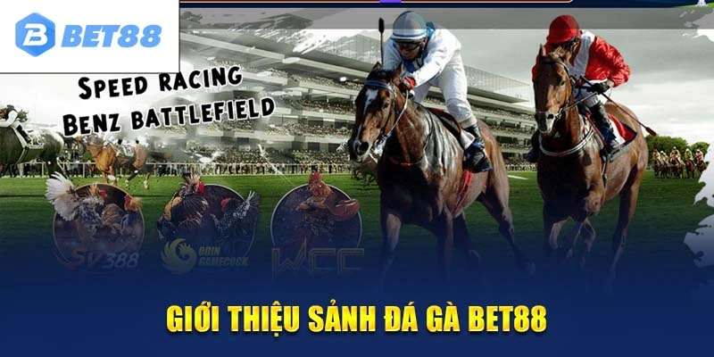 Đá gà BET88 – Sân chơi uy tín với chất lượng hàng đầu