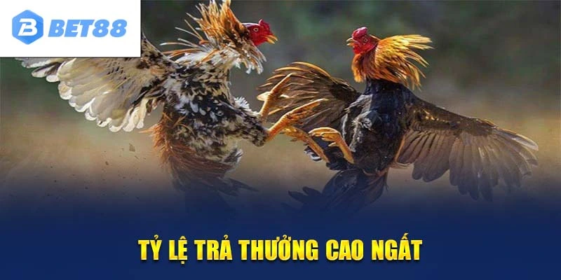 Đá gà bet88 tỷ lệ trả thưởng