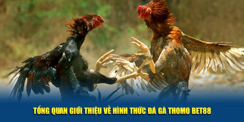 Thông tin về thể loại đá gà Campuchia đang được yêu thích 2025
