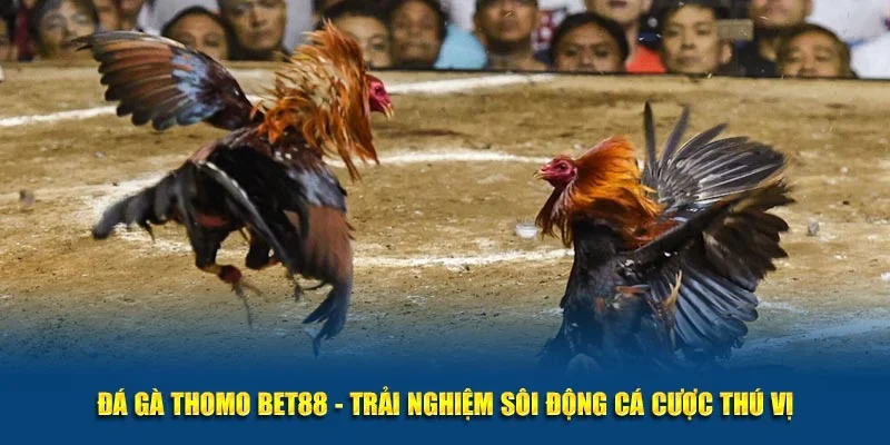 Tổng hợp 3 cửa cược đá gà Thomo hấp dẫn tại BET88